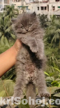 Persian kitten